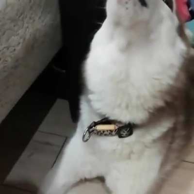 Just a normal huskie