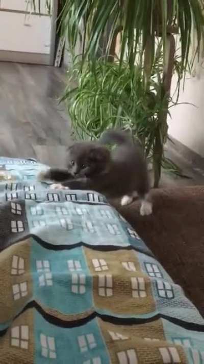 My sisters cat startled by my scary foot