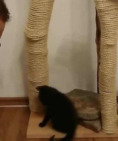 This guy teaching his cat to use scratching post
