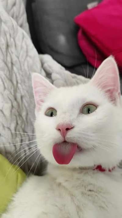 He really went all in with that blep
