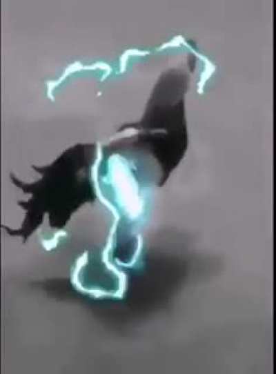 El Gallo Gamer