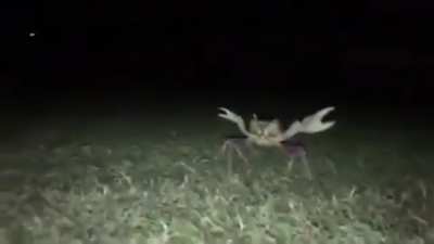 D: