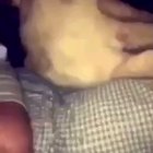 Monkey does an oopsie
