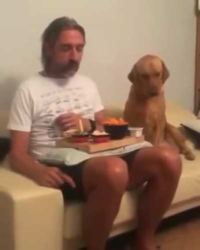 The dog showing 
