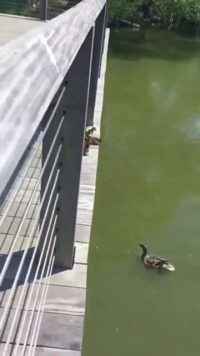 Family of ducks jumping into the pond in Southampton, NY
