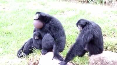 I see your monke, I raise you lârgē möñkè