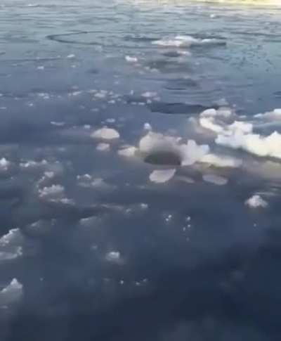 A mother polar bear breaking through thin ice at different intervals so her cub can stop to breathe