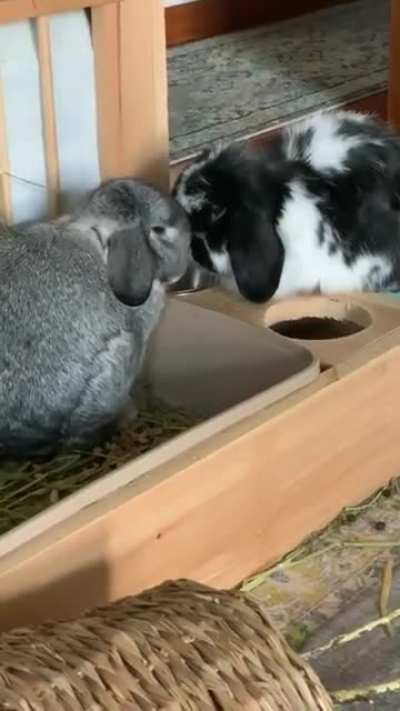 Ernie and Cricket are in love 🥰