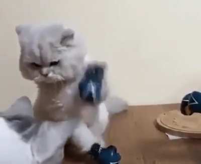 Meowkey see, Meowkey do....