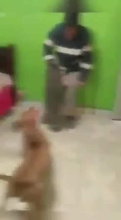 Perros en desampa