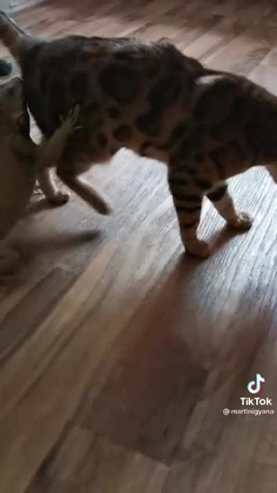 Unlikely friendship