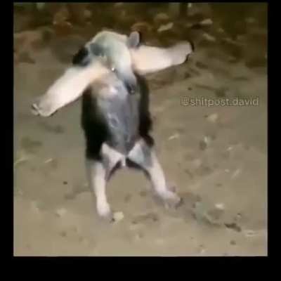 armadillo