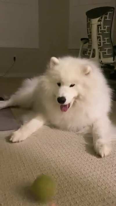 “Samoyeds need lots of exercise” they said . . .