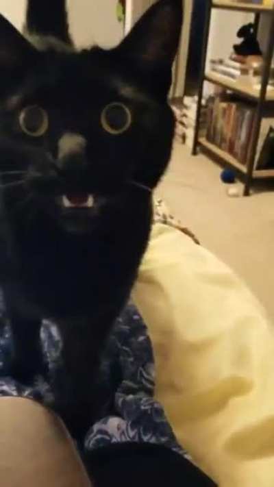 MEOOOW MEOOOO-