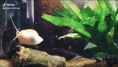 A relaxing video of my snail :)