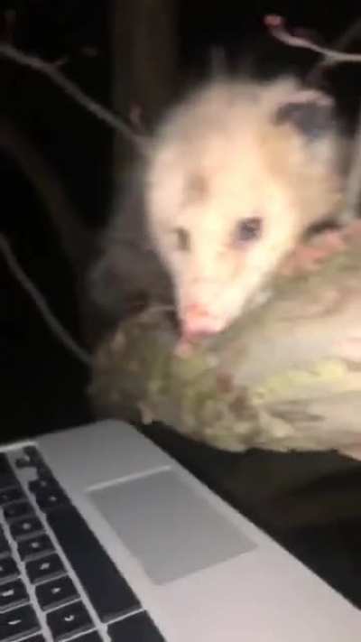 SPREAD THE KNOWLEDGE *the opossum i caught from my last post