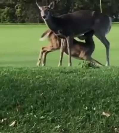 deer