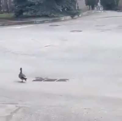 Rescuing the ducklings out of the pitt