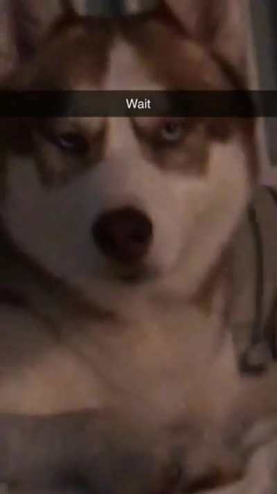 Dog says “a”