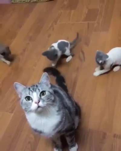 “Tail...” “Tail!!!” “TAIL!!!”