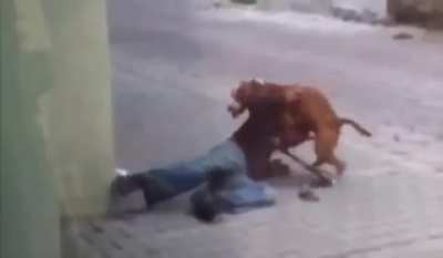 Hold up dog.