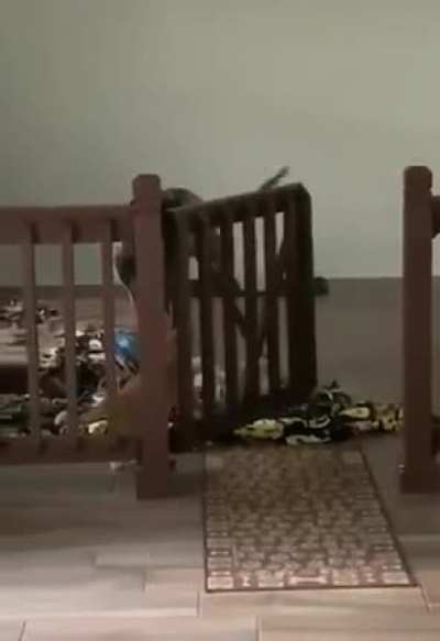 Cat perfectly executes his plan.