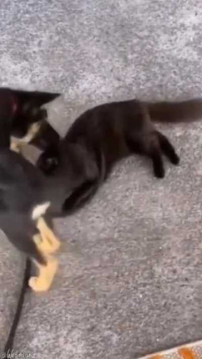 Poor cat