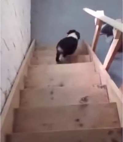 Pupper didn’t know how to use the stairs til mom showed him