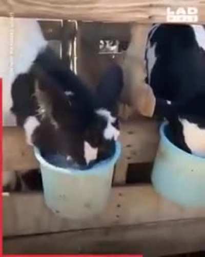Goddammit Chug!