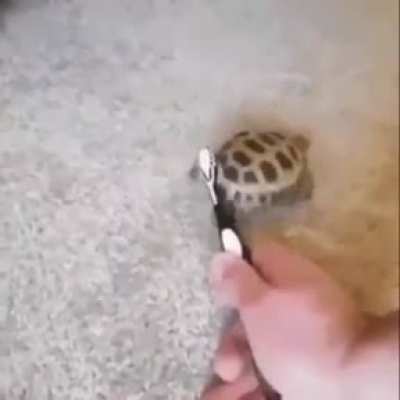 Tortuga