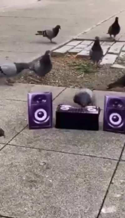 Dj péck