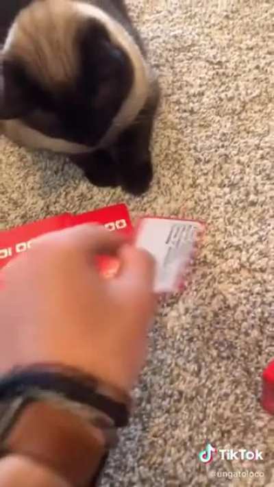 Yes, the cat