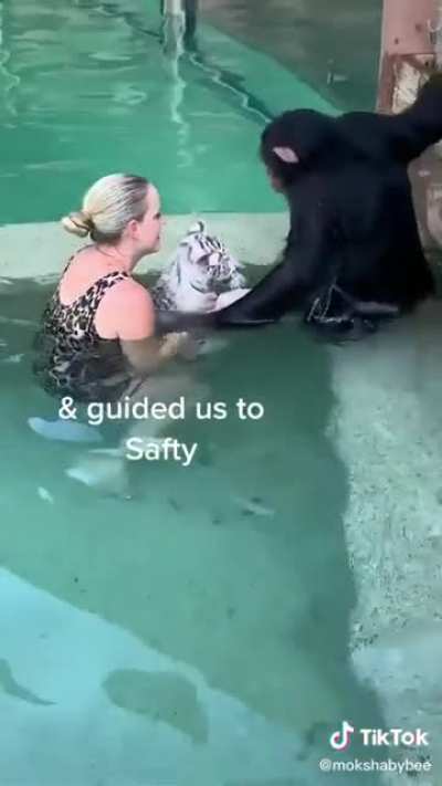 This monkey caring about the tigers
