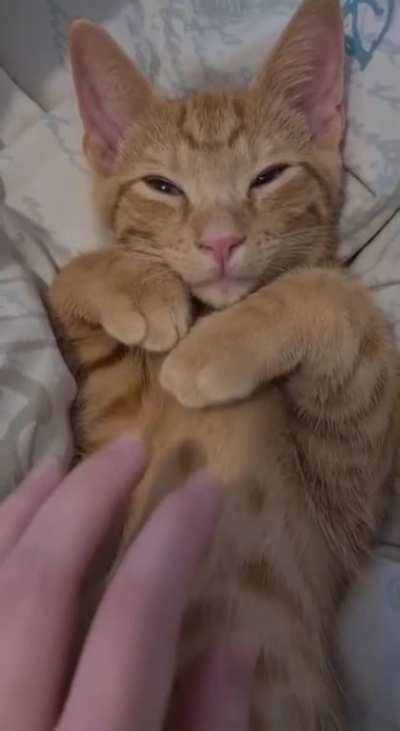 Hello everyone 😽