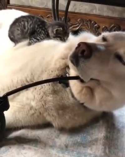 Tiny masseuse