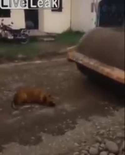 cursed_steamroller