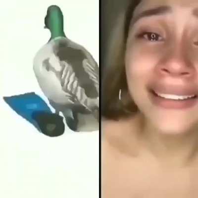 Pato