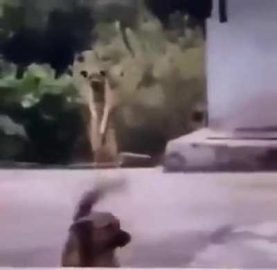 perro 2012
