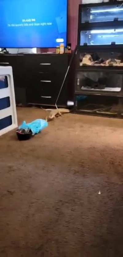 What kind of dog is that?