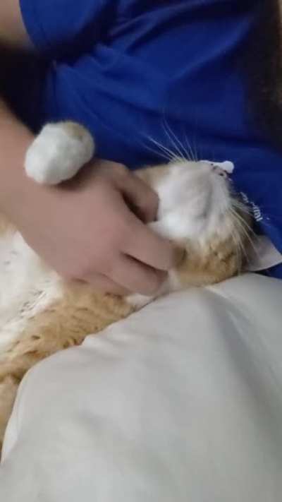 Does this fit?
