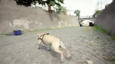 The marvelous dog