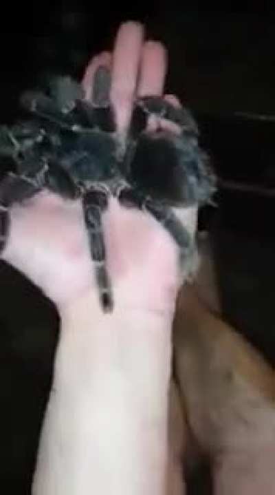 Translation: :what do you want to bite me? naaaaaah ,OH SHIT YES YOU DO OH SHIT