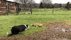 Dog herding a group of ducklings into some water