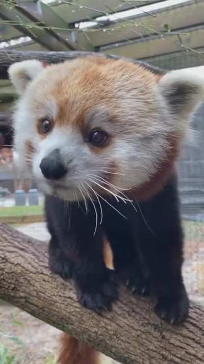 I likes the berries. You have more, yes?