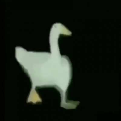 duck