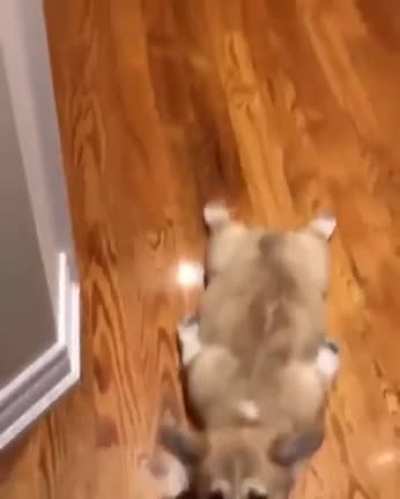 Why Corgis are like that-