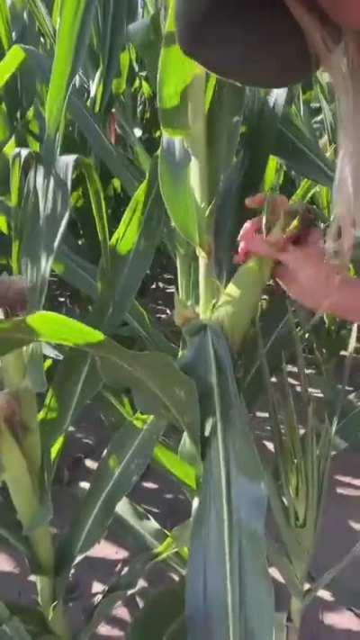 Aguante el campo