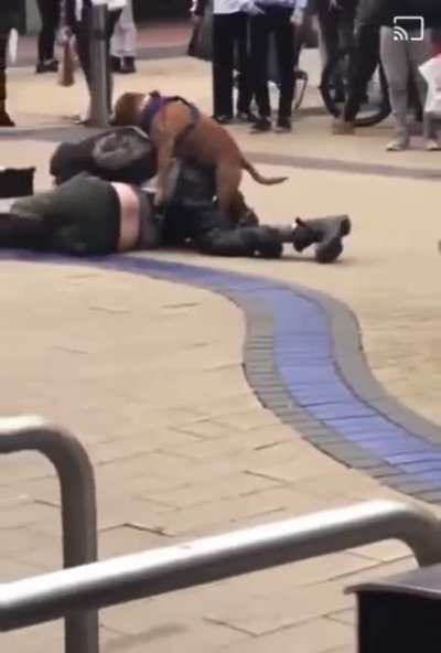 What could go wrong having a fight in the streets? The dog wins obviously