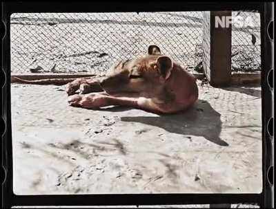🔥 The NFSA has released colorized footage of the last known surviving Thylacine