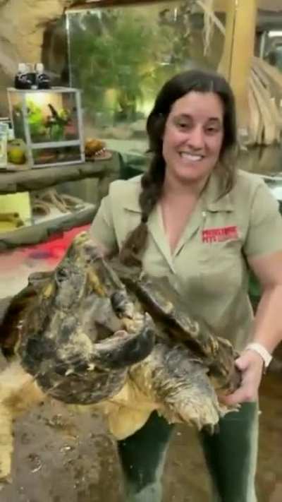 How to hold a 100+ year old Alligator Snapping Turtle.